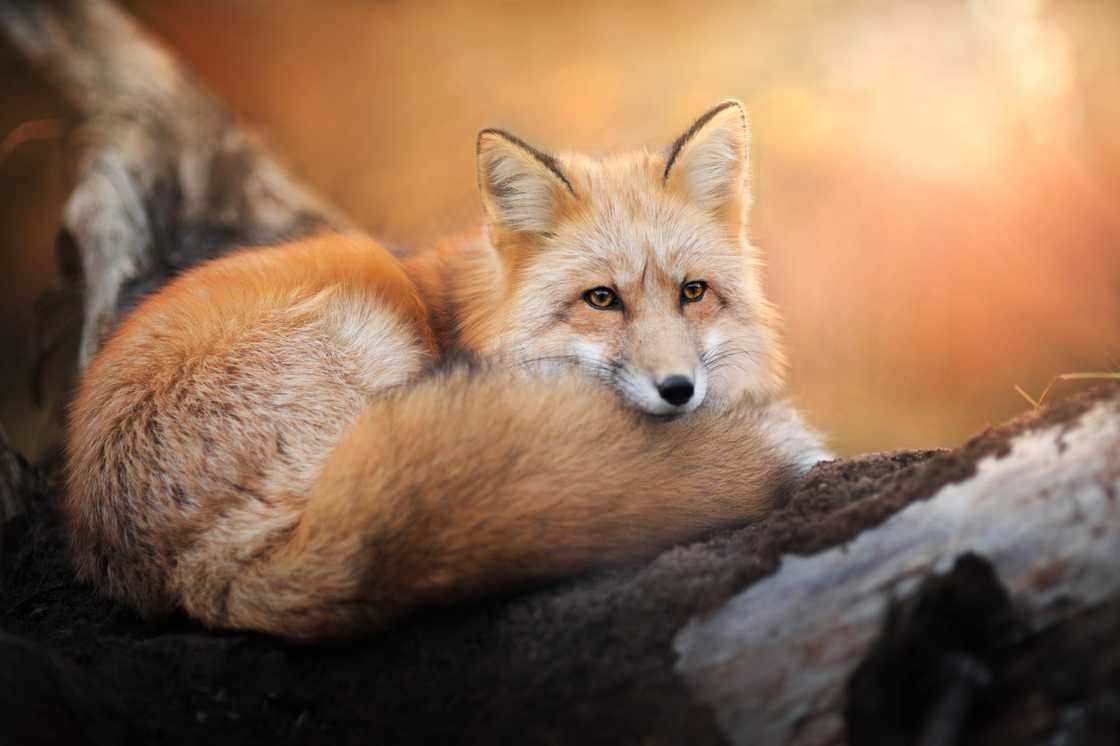 Очаровательные лисицы от 19-летней Изы Лисонь