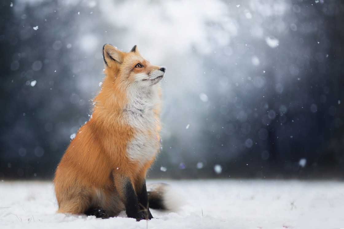 Очаровательные лисицы от 19-летней Изы Лисонь