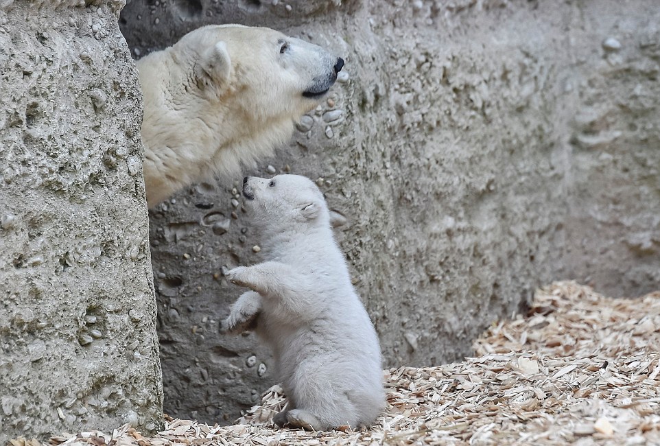 Первые шаги белого медвежонка в зоопарке Германии