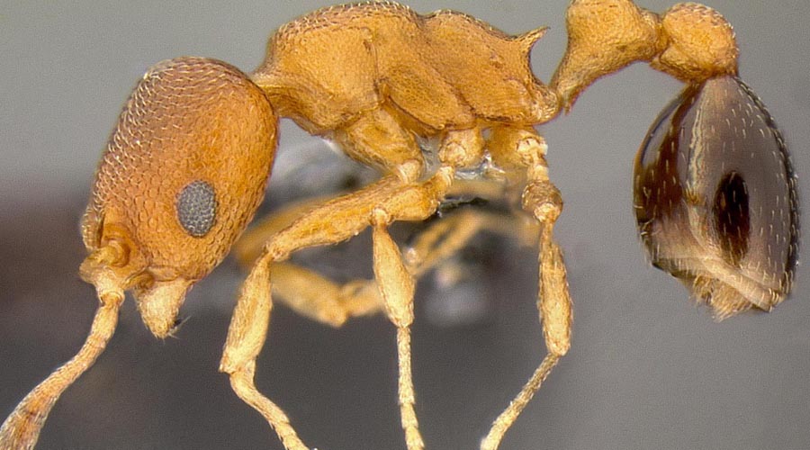 Самые странные виды муравьев, существующих в мире