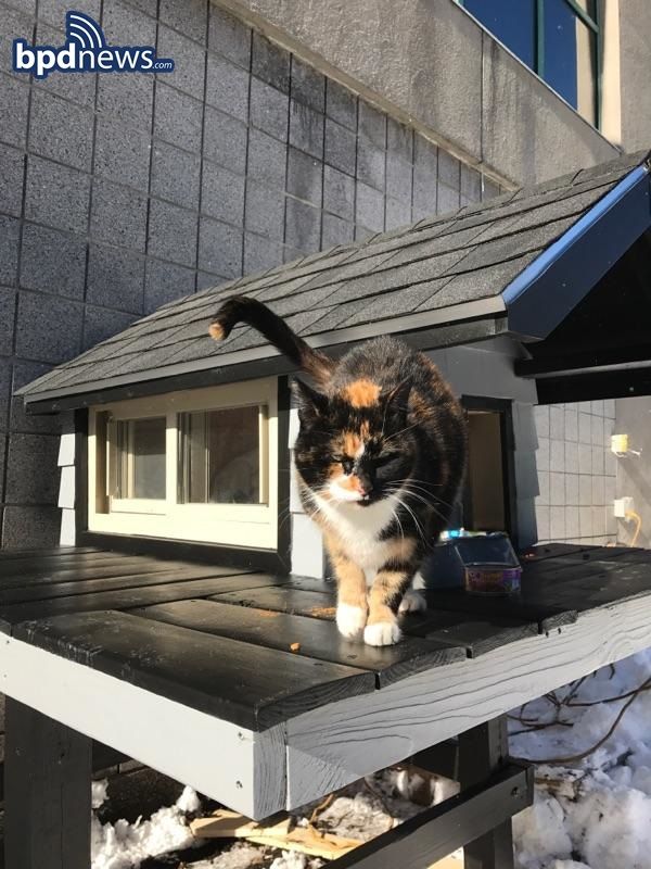Бостонский спецназ построил крутой дом для своей кошки