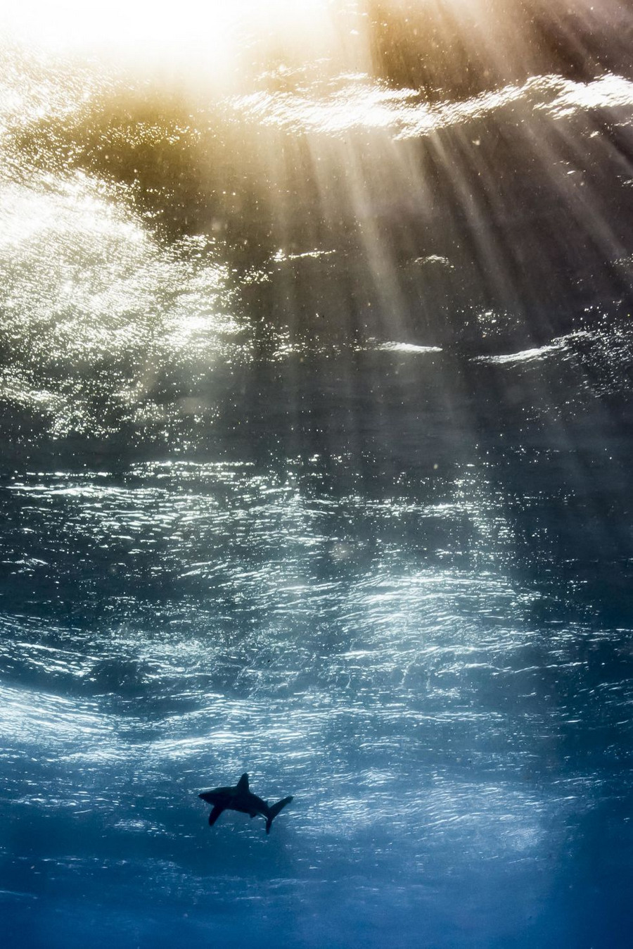 Победители фотоконкурса Underwater Photographer of the Year 2017