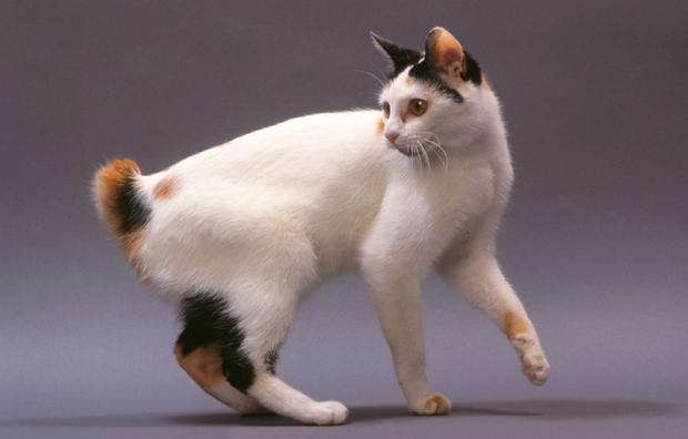 Редкие и необычные породы кошек