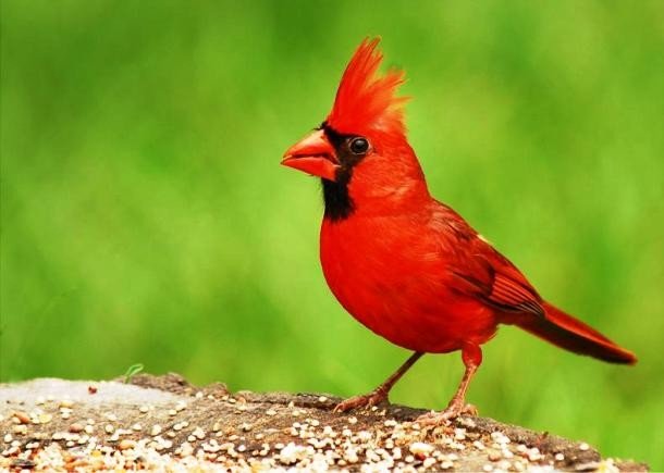25 животных красного цвета