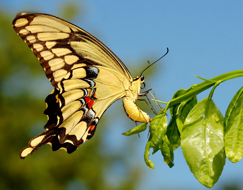 Эти невероятные создания: бабочки
