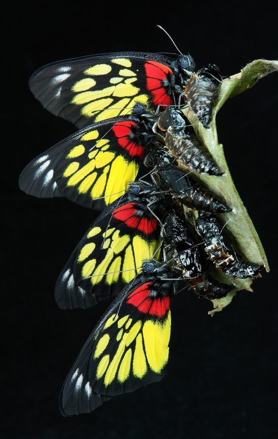 Эти невероятные создания: бабочки