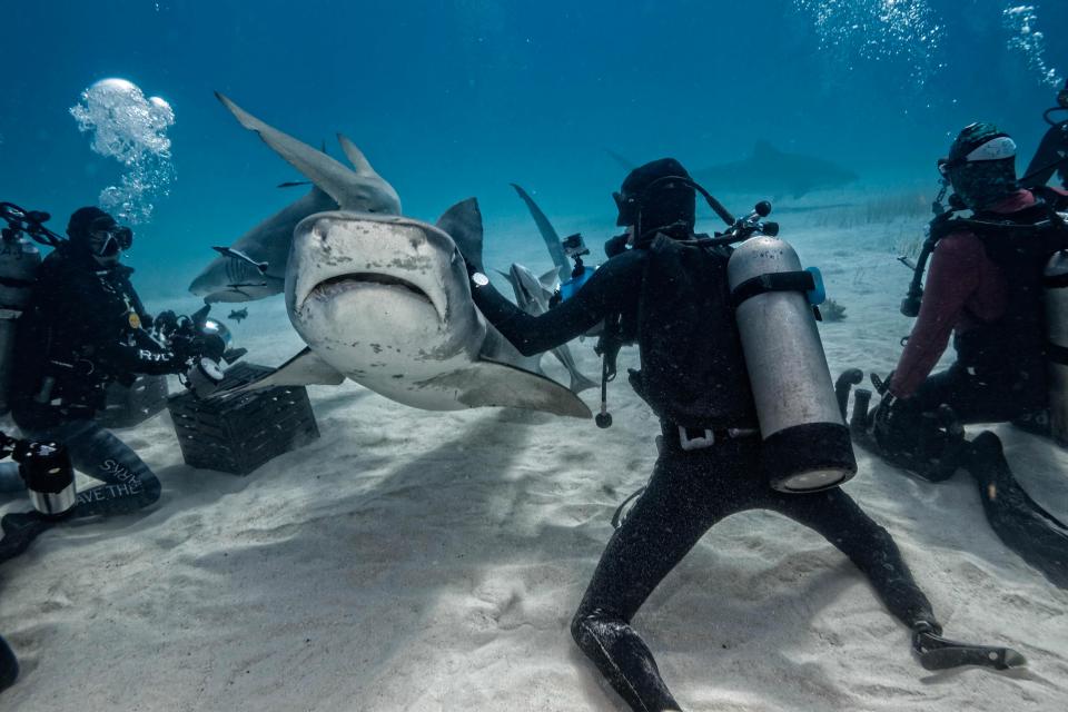 Невероятные кадры дайверов с четырехметровыми акулами