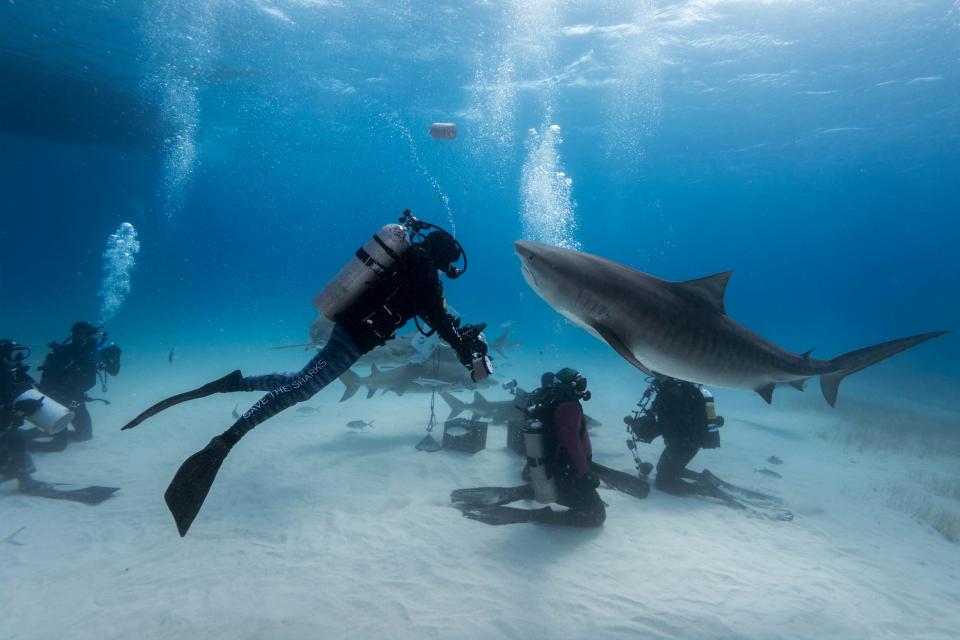 Невероятные кадры дайверов с четырехметровыми акулами