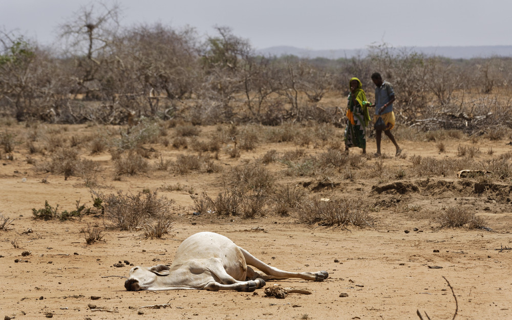 Засуха в Кении