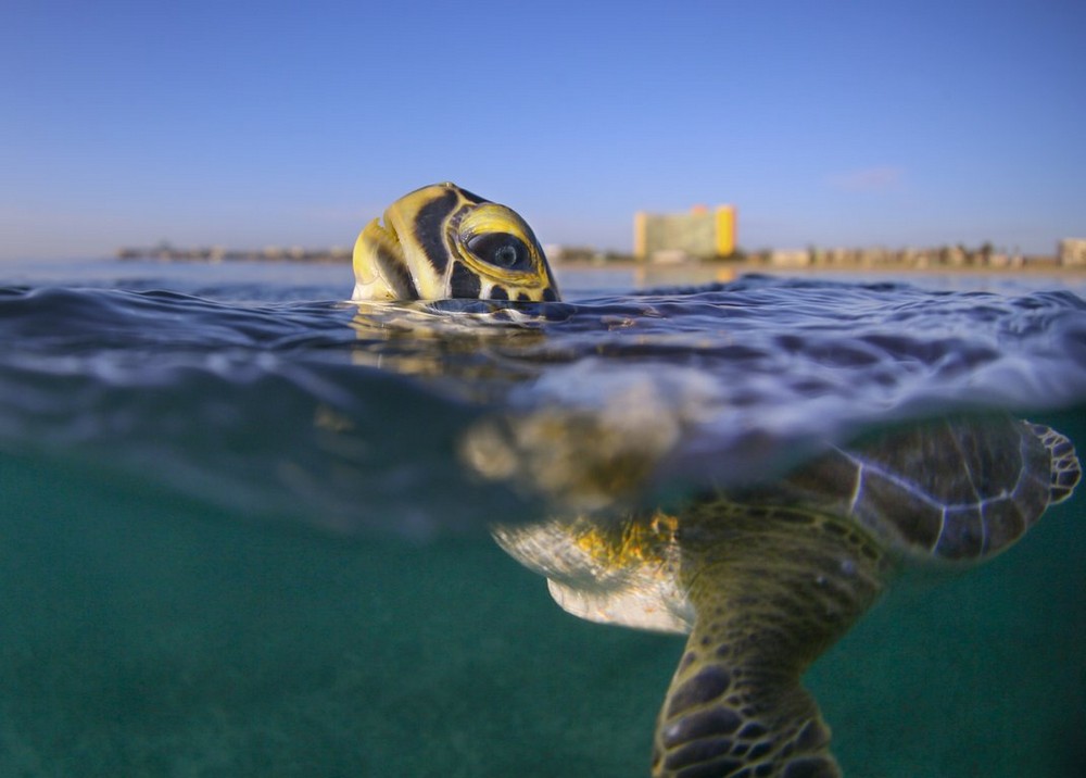 Финалисты конкурса Smithsonian Photo Contest 2016