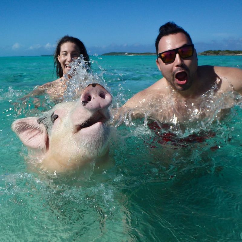 Туристы споили пивом и ромом милых плавающих свинок