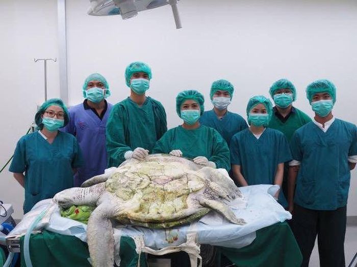 В Таиланде спасли черепаху, достав из ее желудка 915 монет