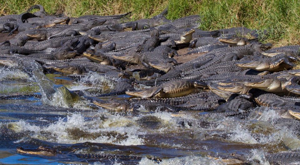 Сотни аллигаторов возле водоема во Флориде