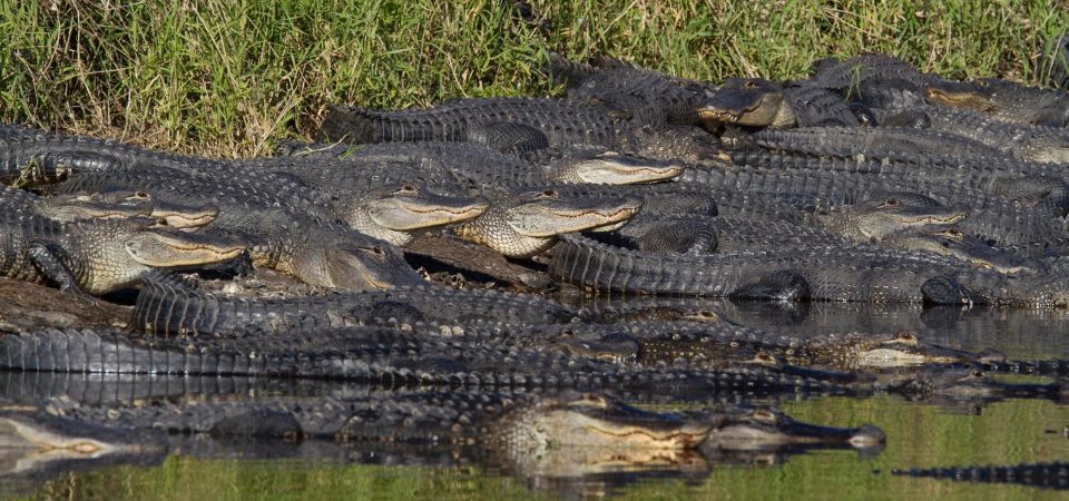 Сотни аллигаторов возле водоема во Флориде