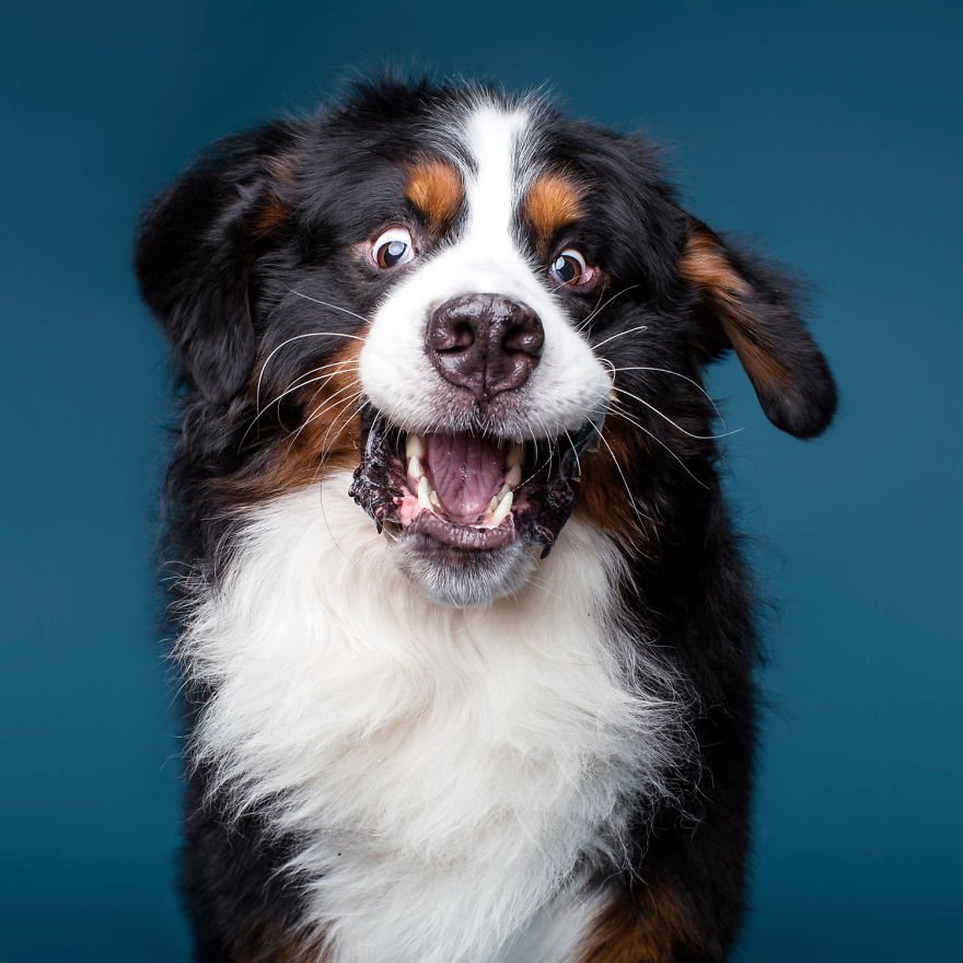 Портреты собак в свободном проявлении эмоций