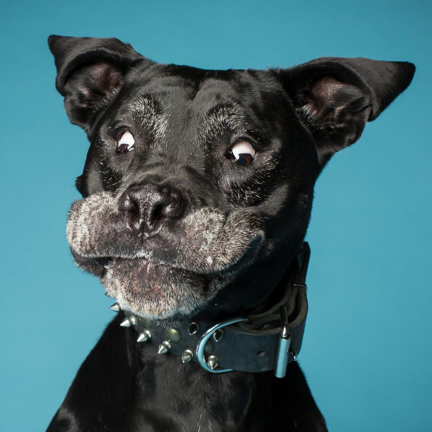 Портреты собак в свободном проявлении эмоций