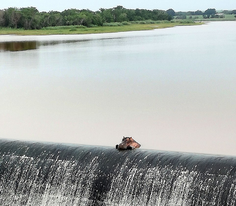 Бегемот отдыхает возле водопада