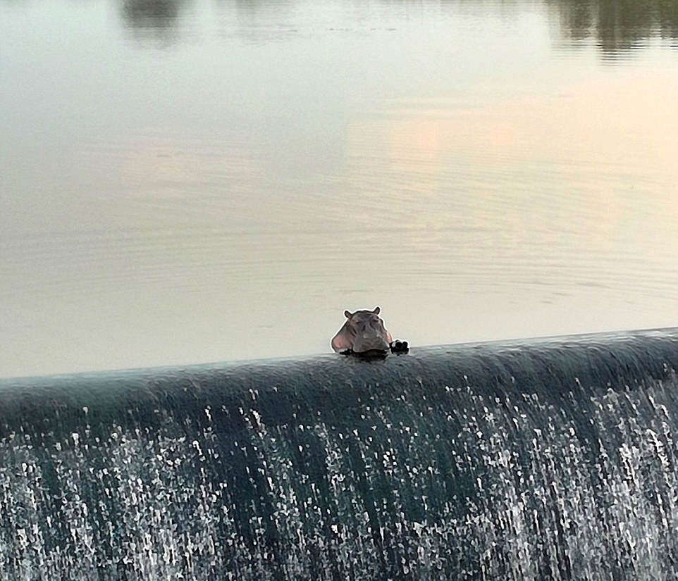 Бегемот отдыхает возле водопада