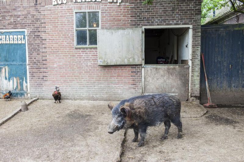 Дом престарелых для свиней