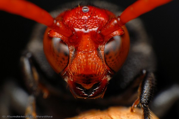 Изящные макрофотографии забавных насекомых