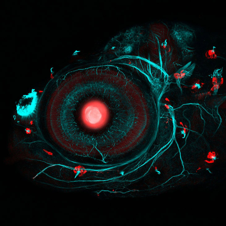 Победители конкурса фотографии в области биомедицины Wellcome Image Awards 2017