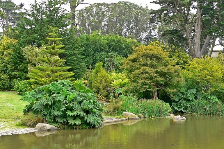 Ботанический Сад Сан-Франциско