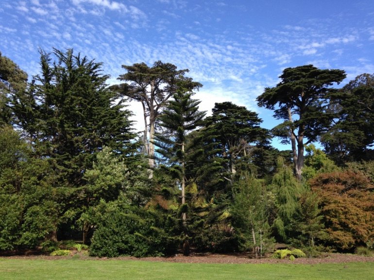 Ботанический Сад Сан-Франциско