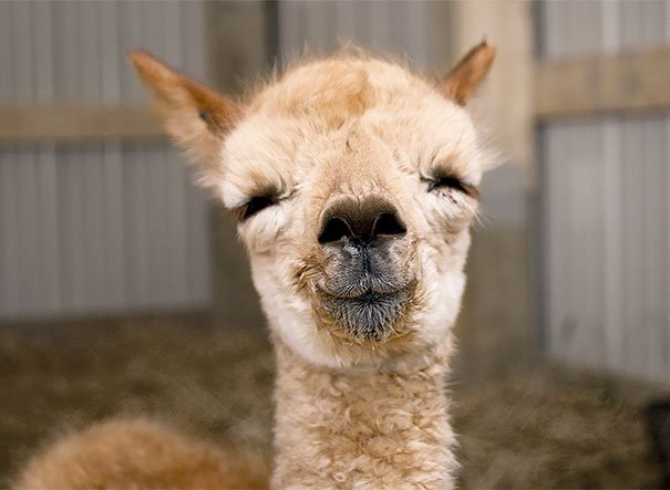 Чарівні альпаки, які викличуть у вас посмішку (ФОТО)