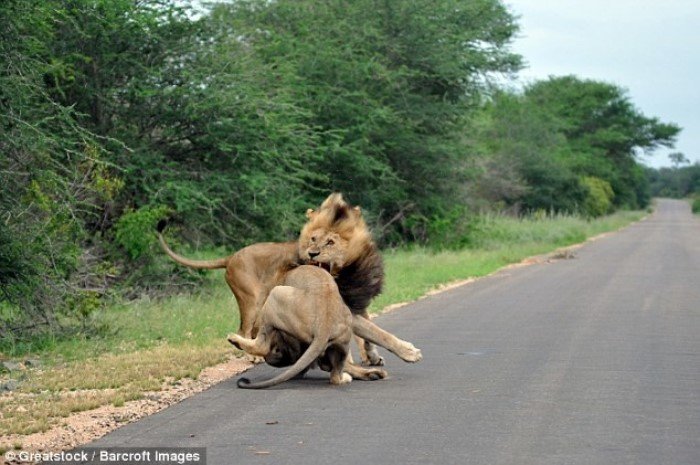 Ожесточенная схватка трех львов в национальном парке Крюгера