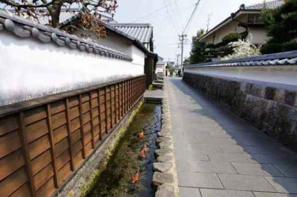 Японские сточные каналы настолько чисты, что в них обитают рыбы