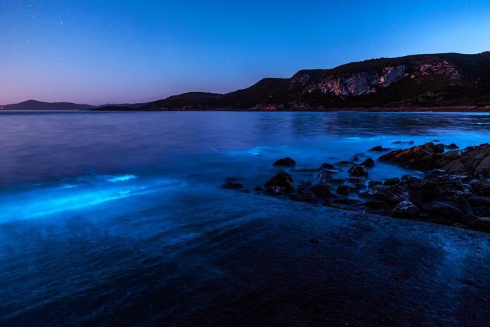 Биолюминесцентные водоросли у берегов Тасмании