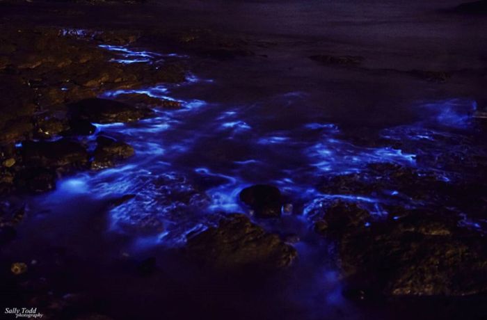 Биолюминесцентные водоросли у берегов Тасмании