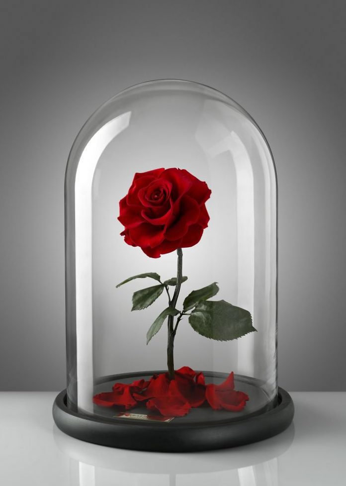 Заколдованные розы в стеклянном контейнере