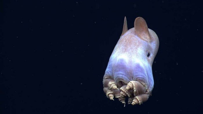 Самые таинственные создания океанических глубин