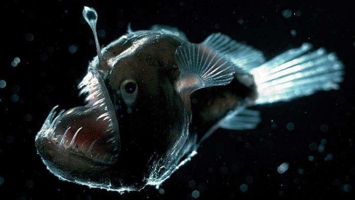 Самые таинственные создания океанических глубин