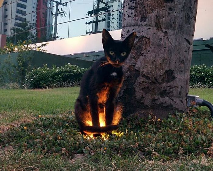 Коты, которые замышляют что-то тёмное