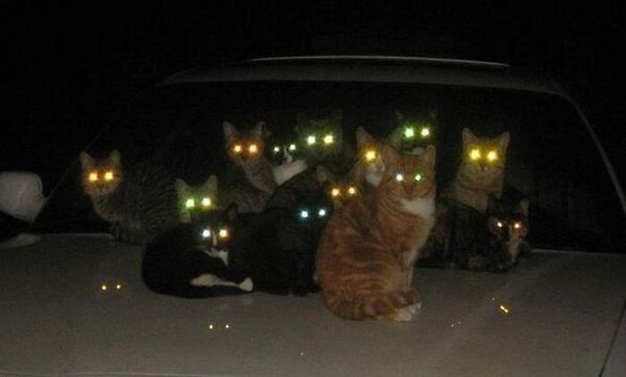 Коты, которые замышляют что-то тёмное