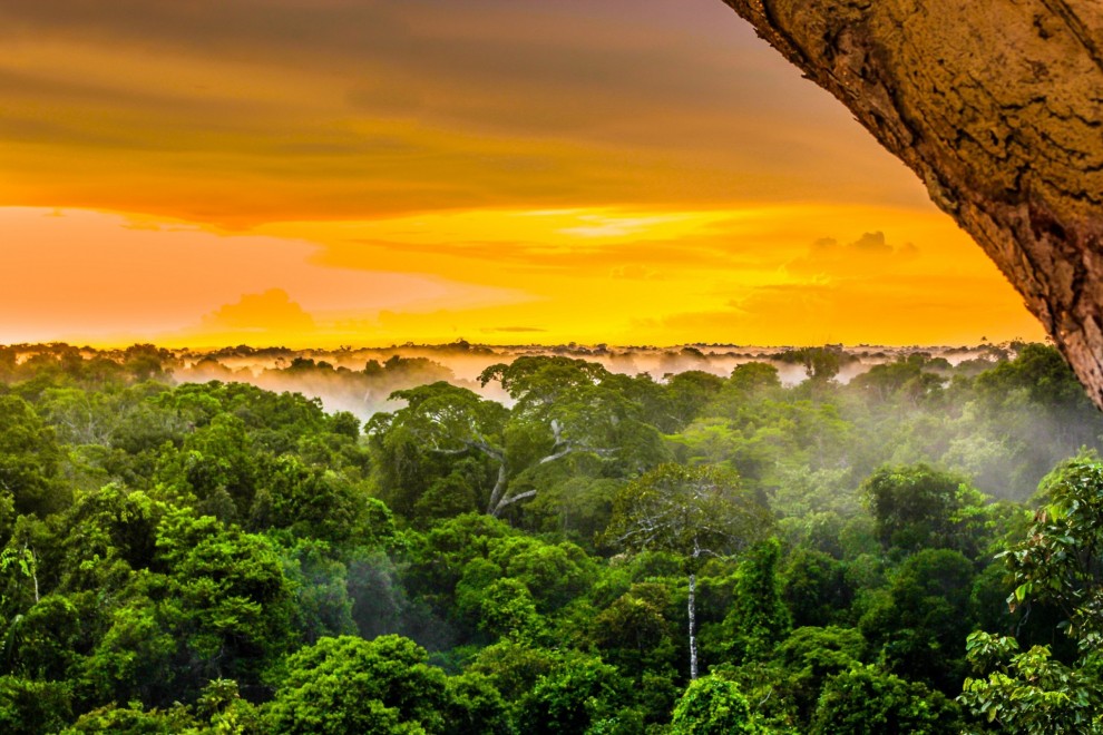 Дождевые леса Амазонии - крупнейший тропический лес в мире