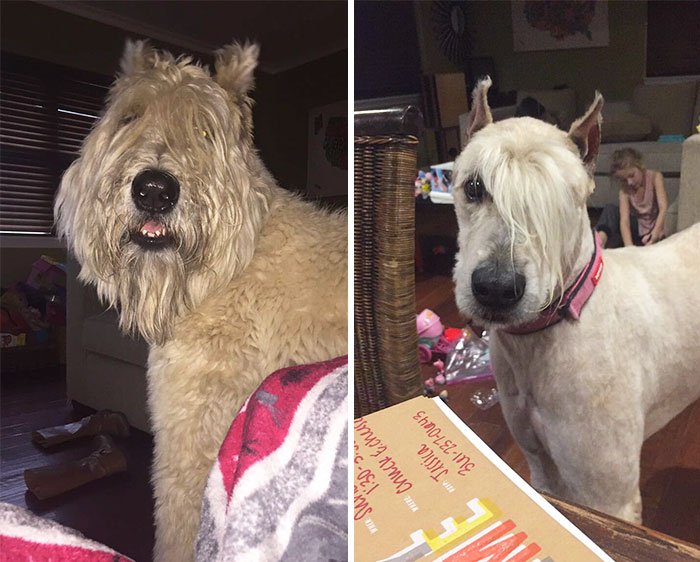Собаки до и после стрижки