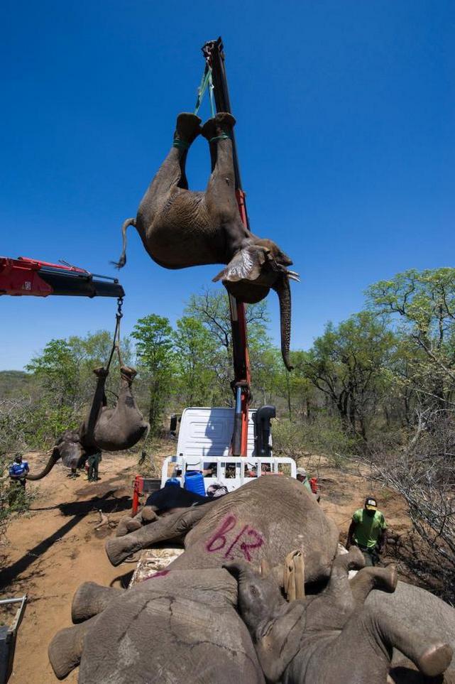 Спасение и перевозка стада слонов