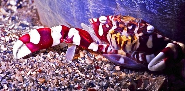 25 самых фантастичных морских обитателей