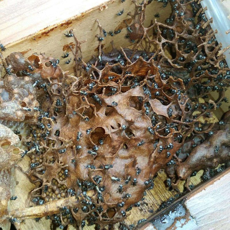 Странные пчёлы в ящике со счётчиком воды