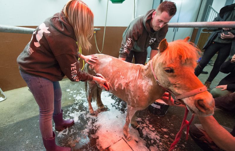 Волонтеры спасли пони, копыта которой не обрезали 10 лет