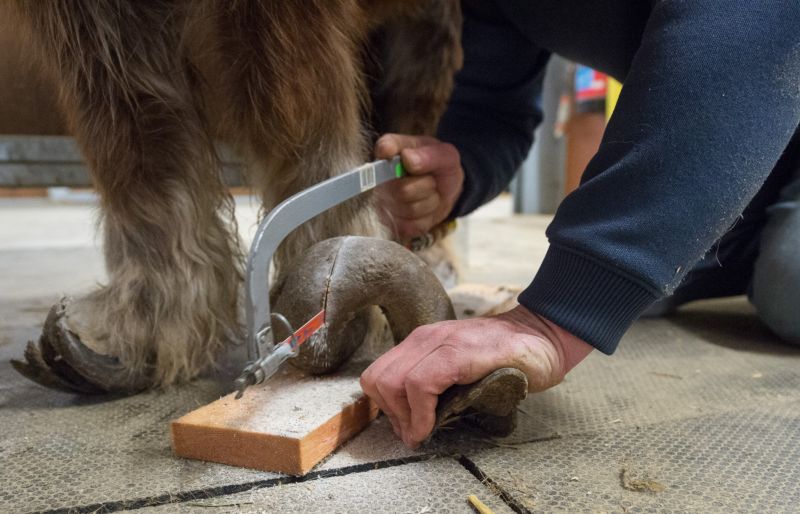 Волонтеры спасли пони, копыта которой не обрезали 10 лет
