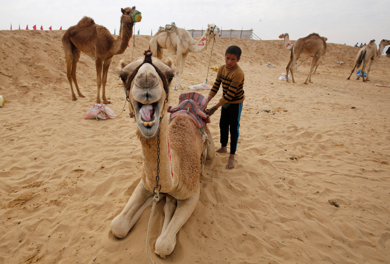 Гонки на верблюдах Египет