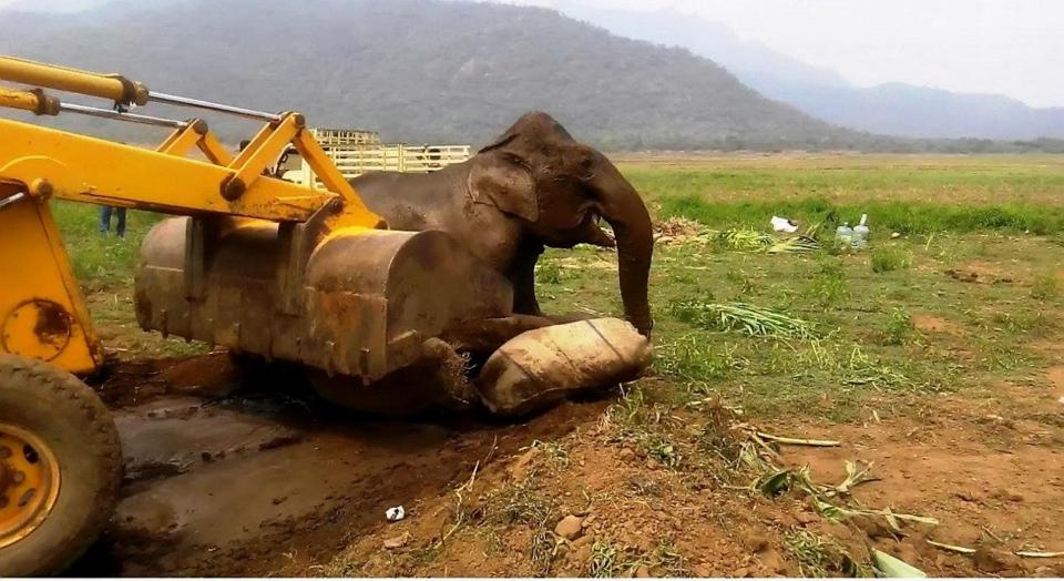 Непростая работа: вытащить слона из болота