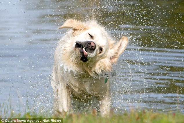 Смешные бегущие собаки на фотографиях Ника Ридли