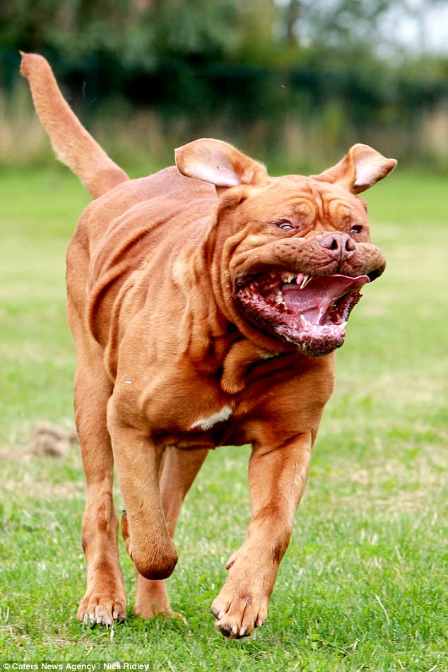 Смешные бегущие собаки на фотографиях Ника Ридли