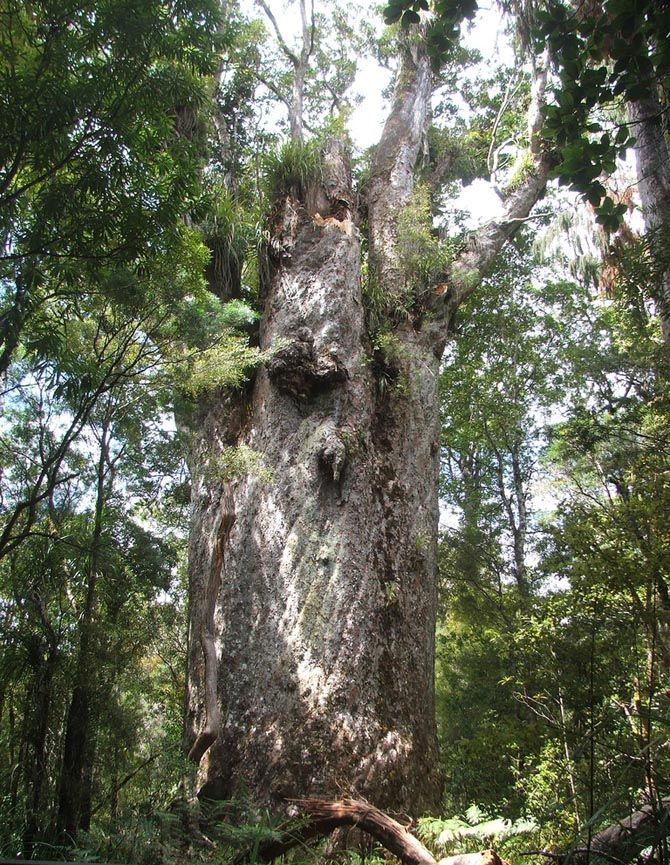 Старейшие деревья на планете