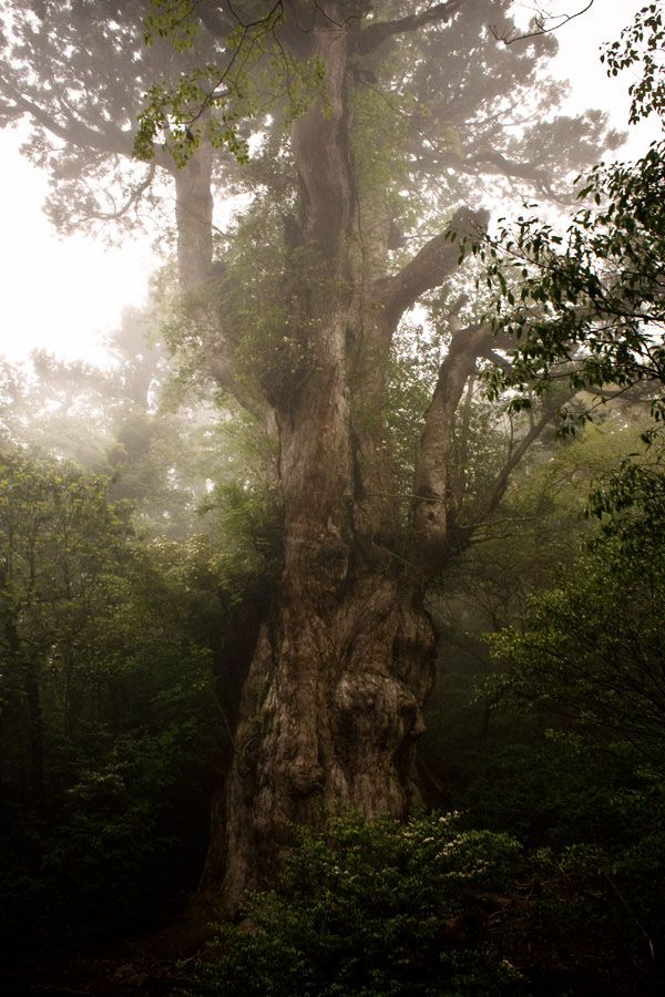 Старейшие деревья на планете